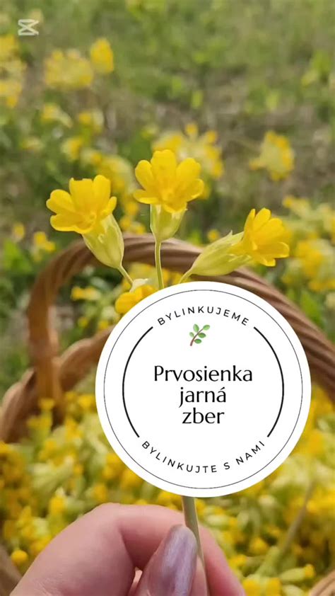 Zber čerstvých púpavových listov na čistej lúke