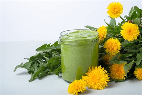 Široká škála jedál pripravených z púpavy: šalát, pesto, polievka, med