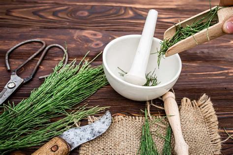 Ilustrácia rôznych bylín používaných v tradičnej medicíne