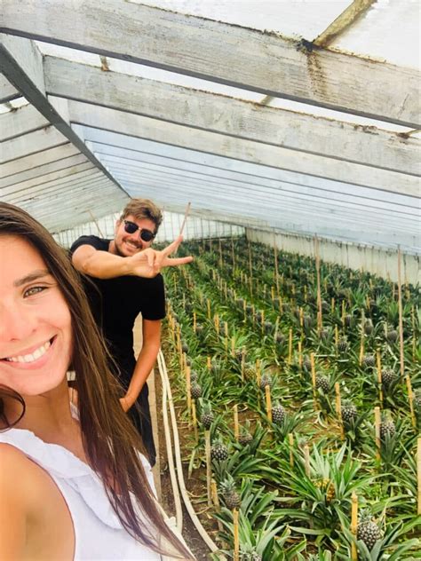 Ananásové plantáže na Azorských ostrovoch