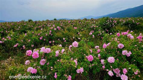 Ružové polia v Bulharsku