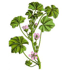 Ilustrácia rastliny Slez nebadaný