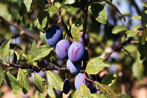 Zrelé slivky na strome