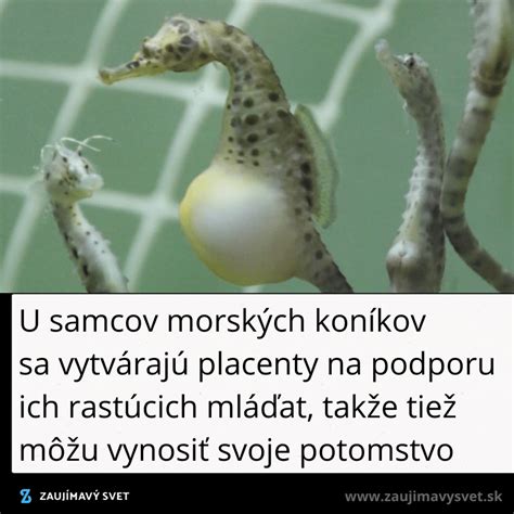 Ilustrácia morského koníka nasávajúceho planktón