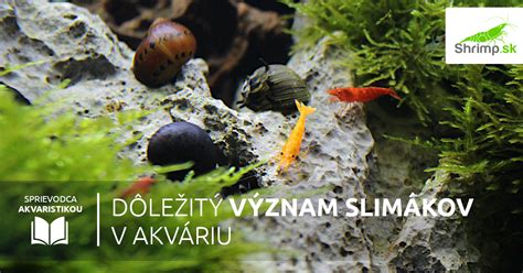 Zostava rôznych druhov slimákov a kreviet v akváriu