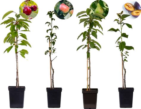 Kvitnúci ovocný strom