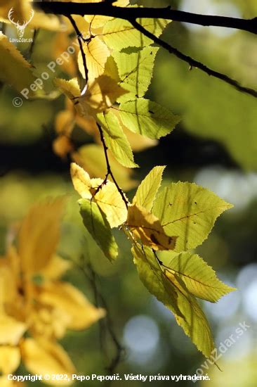 Jesenné sfarbenie listov ovocného kríka