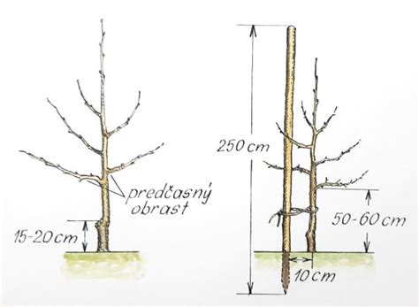 Ilustrácia tvaru stromu 