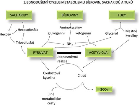 Schéma metabolizmu histamínu v tele