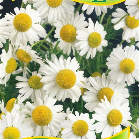 srdce a liečivé byliny