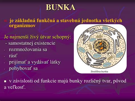 Ilustrácia štruktúry celozrnného zrna