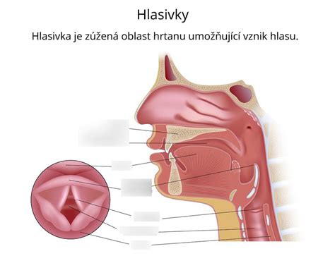 Schéma vplyvu alkoholu na hlasivky