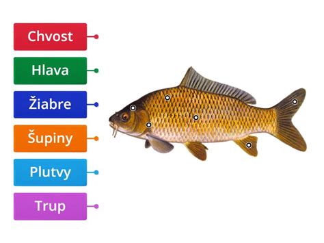 Schéma porovnávajúca stavbu tela ryby a cicavca