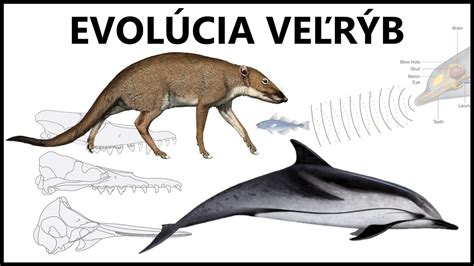 Evolučná schéma prechodu od suchozemských cicavcov k veľrybám