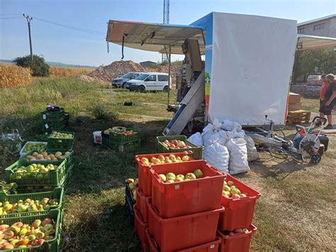 Osoba zbierajúca ovocie v sade s košíkom