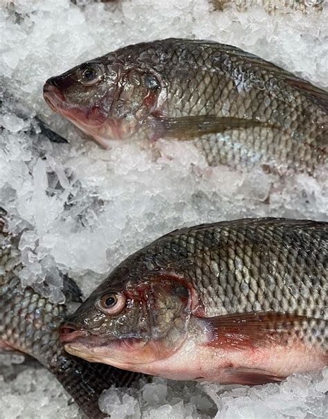 Čerstvá ryba pripravená na marinádu