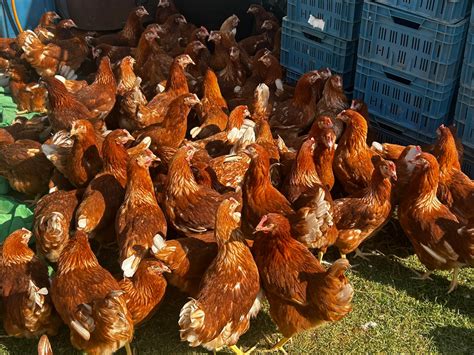 Predaj čerstvej hydiny