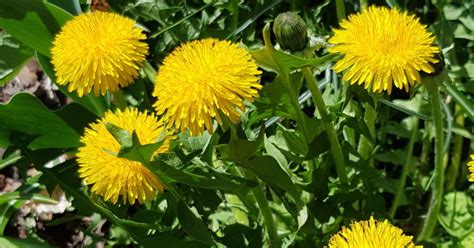 Kvitnúca púpava lekárska