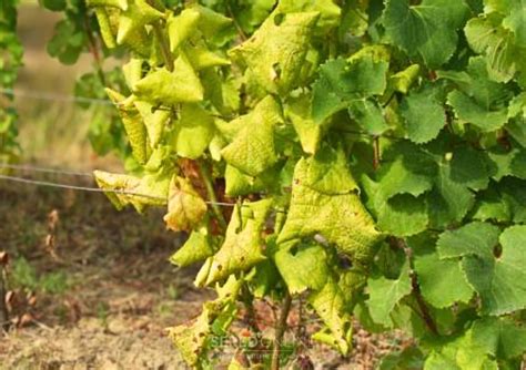 Mapa ohnísk fytoplazmy zlatého žltnutia viniča na Slovensku