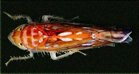 Cikáda Scaphoideus titanus, prenášač fytoplazmy