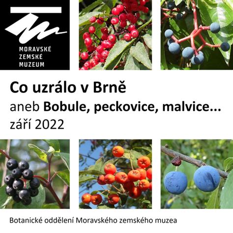 Ilustrácia stavby malvice
