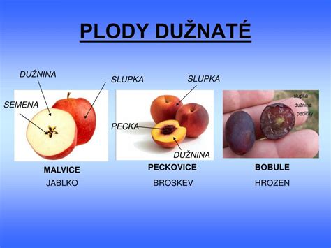 Plody duly