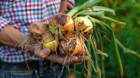 Čerstvá cibuľa pripravená na restovanie