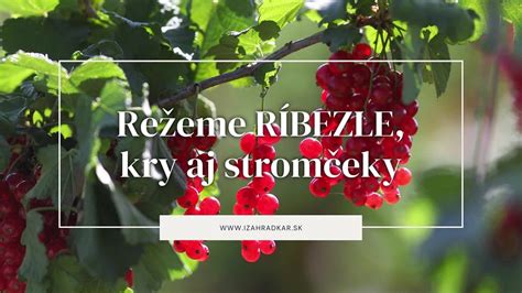 Rez ríbezlí