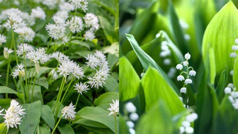 Čerstvý medvedí cesnak