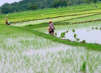 schéma rôznych spôsobov pestovania ryže (zaplavené, suché, terasové)