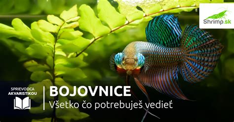 Kŕmenie bojovnice