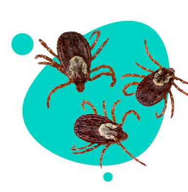 Infografika znázorňujúca choroby prenášané potkanmi a škody, ktoré spôsobujú