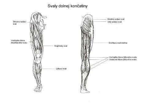 Anatómia dolnej dutej žily