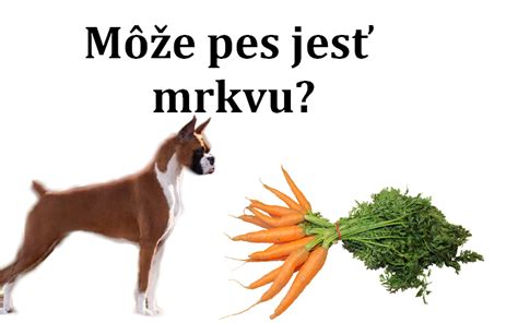 Pes šťastne hryzie mrkvu