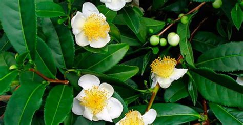 Ilustrácia rastliny čajovníka Camellia sinensis