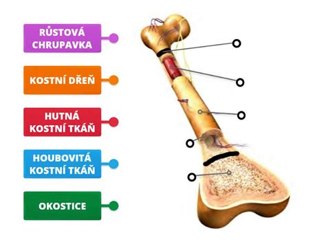 Štruktúra kostí a zubov s vyznačeným vápnikom