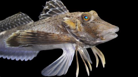 Ilustrácia ryby sea robin s vyvinutými plutvami slúžiacimi ako nohy
