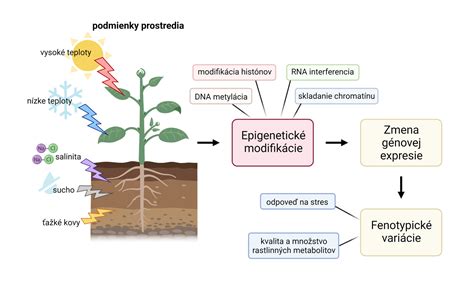 Schéma genetickej modifikácie rastliny