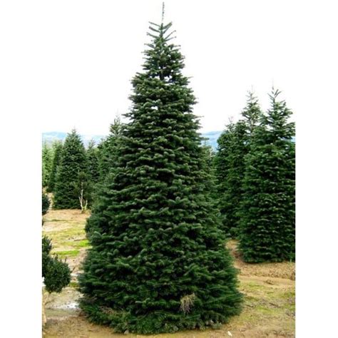 Jedľa normandská v zasneženej krajine