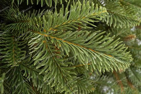 Detail ihličia jedle normandskej