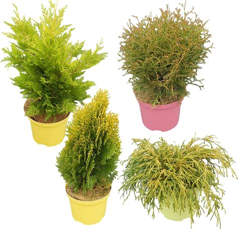 Rôzne druhy ihličnanov