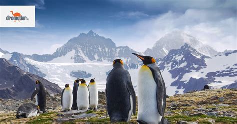 Kolónia kráľovských tučniakov