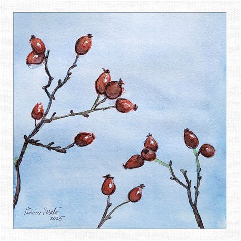 Ilustrácia šípok a ich plodov