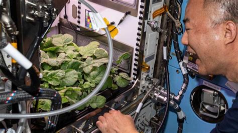 Ilustrácia komory Veggie na ISS