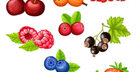 Ilustrácia rôznych druhov bobuľového ovocia