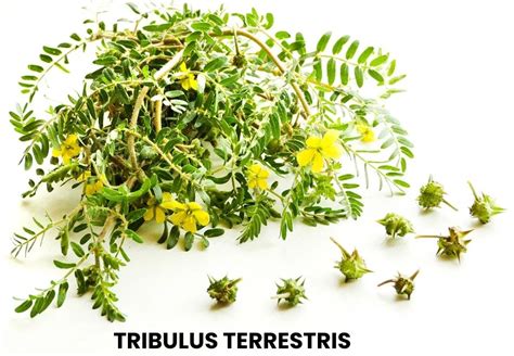 Ilustrácia rastliny Tribulus Terrestris