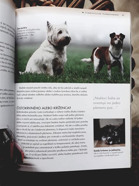 Pes senior pri jedle