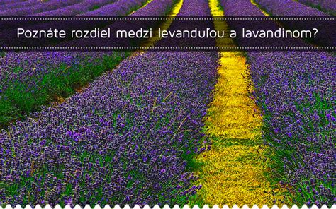 Rozdiel medzi levanduľou lekárskou a lavandínom
