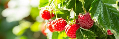 Zrelé maliny a syr mascarpone
