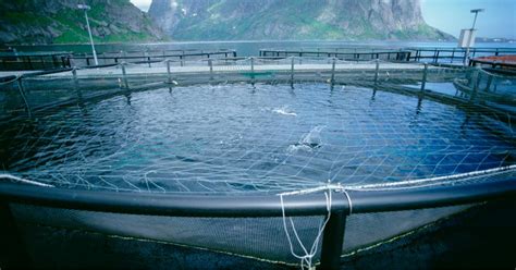 Akvakultúrne farmy lososa v Nórsku